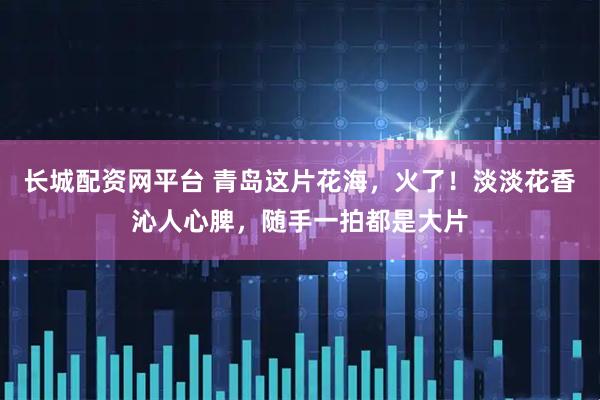 长城配资网平台 青岛这片花海，火了！淡淡花香沁人心脾，随手一拍都是大片